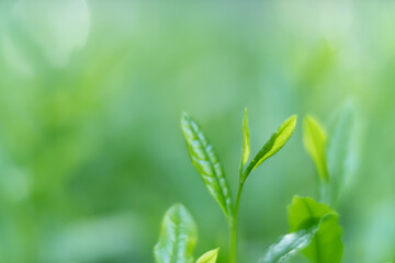 茶葉・茶畑・新茶