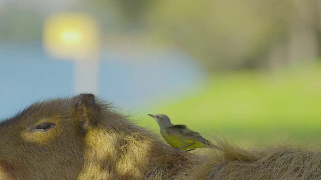 A cattle tyrant riding a capybara on a mutualistic behavior - it eats the flies and ticks that bother the capybara