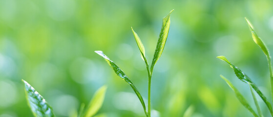 茶葉・茶畑・新茶
