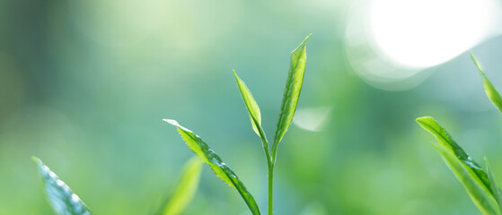 茶葉・茶畑・新茶