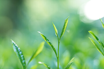 茶葉・茶畑・新茶