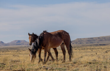 Wild Horses in the Wyoming Desert in Autumn