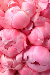 Many beautiful pink peonies as background, top view © New Africa