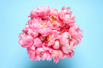 Bunch of beautiful peonies on turquoise background, top view