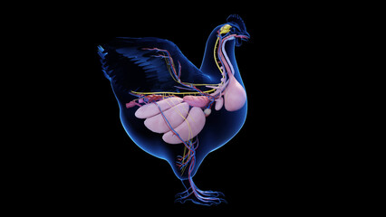 3d illustration of a chicken's internal organs