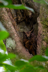 Tawny-bellied Screech-Owl