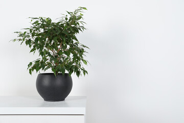Potted ficus on chest of drawers near white wall, space for text. Beautiful houseplant