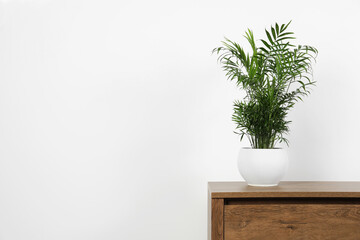 Potted chamaedorea palm on wooden table near white wall, space for text. Beautiful houseplant