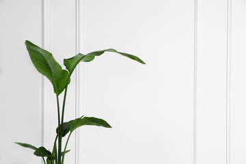 Beautiful strelitzia near white wall, space for text. Exotic houseplant