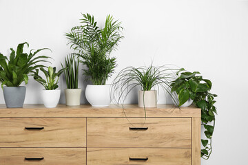 Many different houseplants in pots on wooden chest of drawers near white wall