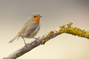 Fototapeta premium Bird Robin Erithacus rubecula, small bird, spring time in Poland Europe