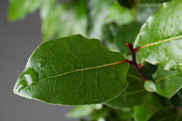 Bay tree with green leaves growing on light grey background, closeup