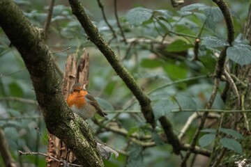 Fototapeta premium Selective focus shot of an orange European robin perched on a mossy branch