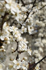 Beautiful cherry tree with white blossoms outdoors, closeup