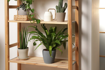 Green houseplants in pots and watering can on wooden shelves indoors