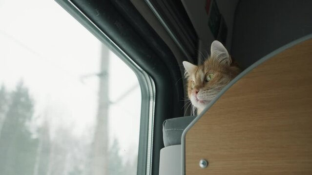 Red cat sits on the top shelf of the compartment and looks out the window of a moving train