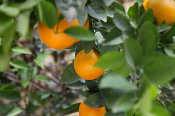 Fresh ripe oranges growing on tree outdoors, closeup