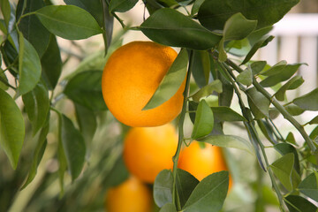 Fresh ripe orange growing on tree outdoors, closeup