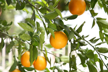 Fresh ripe oranges growing on tree outdoors