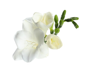Naklejka na ściany i meble Beautiful freesia flower with tender petals isolated on white