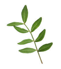 Fototapeta na wymiar Branch with fresh green leaves isolated on white
