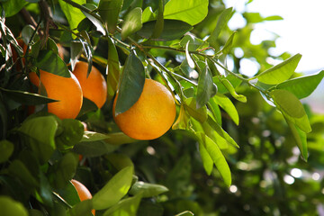 Fresh ripe oranges growing on tree outdoors