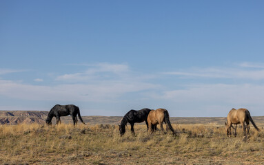 Obraz na płótnie Canvas Wild Horses in the Wyoming Desert in Autumn