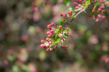 Crabapple Branch