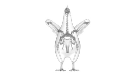 3d illustration of a chicken's skeletal system