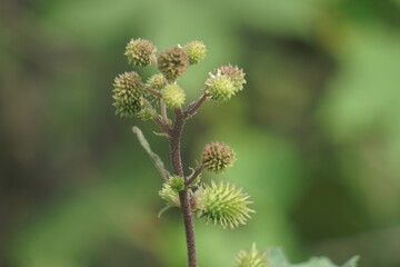 Eranda (Also called Ricinus communis, jarak, poison nut, bubble bush, castor oil plant, hedge castor oil plant) fruit on the tree