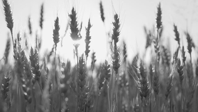 Beautiful riping countriside field during golden sunset time in June. 4k stock video footage of scenic countryside landscape of Ukraine. Black and white natural background