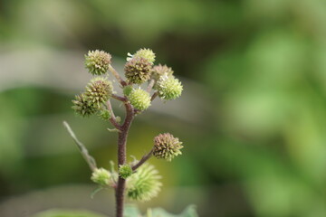 Eranda (Also called Ricinus communis, jarak, poison nut, bubble bush, castor oil plant, hedge castor oil plant) fruit on the tree