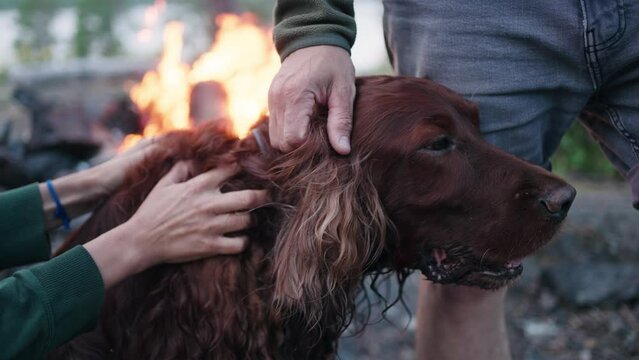 Owner strokes the dog near the fire close-up, the Irish setter enjoys the care, slow motion