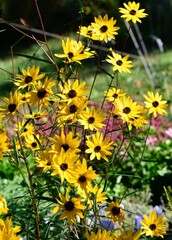 Selective focus shot of swamp sunflowers (helianthus angustifolius)