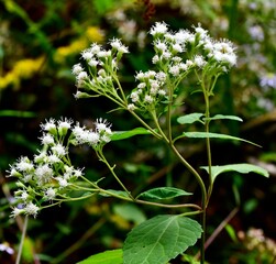 Selective focus shot of white snakeroot (Ageratina altissima)