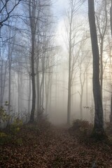 Fototapeta premium A misty morning in a tranquil forest in the town of Solothurn, Wisen municipality of Switzerland