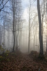 Fototapeta na wymiar A misty morning in a tranquil forest in the town of Solothurn, Wisen municipality of Switzerland