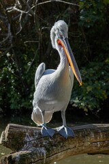 Majestic pelican sitting on a log in a tranquil body of water in the Basel zoo, Switzerland