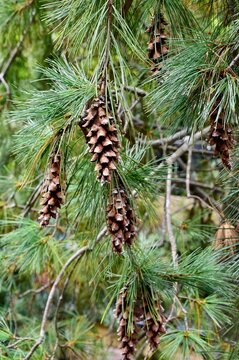 Weeping white pine cones