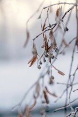 Vertical close-up of a tree coated with a white frosty layer of snow