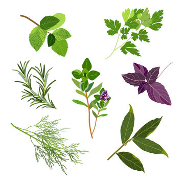 Set of popular culinary herbs and spices. Mint and rosemary, basil, thyme, parsley, dill, bay leaf. Vector flat illustration. For health care, store, cosmetics, food design