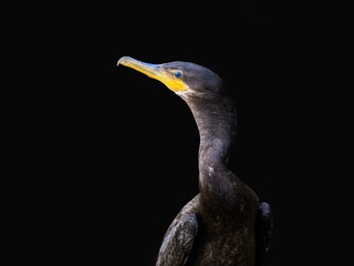 Neotropic Cormorant closeup portrait on black background