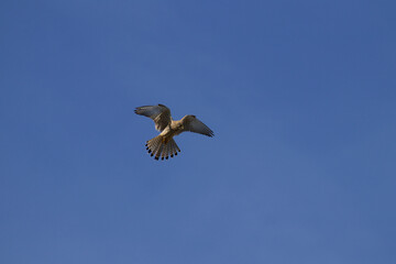 bird in the sky