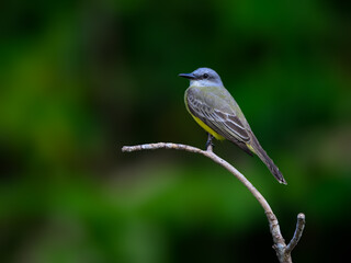 Tropical Kingbird perched on stick against green background