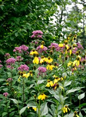 Vertical shot of Cutleaf coneflowers in a garden