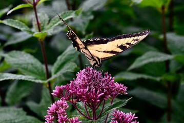Eastern Tiger Swallowtail on Joe Pye Weed flowers in a garden