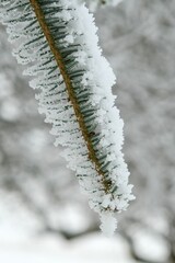 Closeup shot of the pine tree branch with green leaves covered by snow on a blurry background