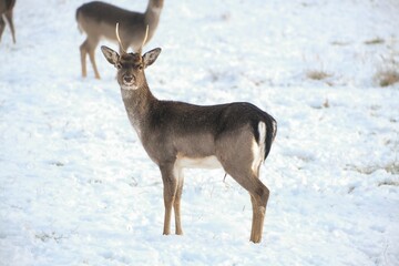 Gray and black European fallow deer (Dama dama) with horns standing in the snow