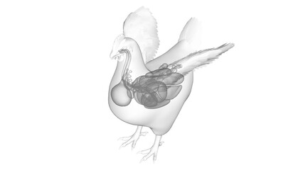 3d illustration of a chicken's internal organs