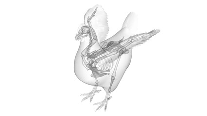 3d illustration of a chicken's skeletal system